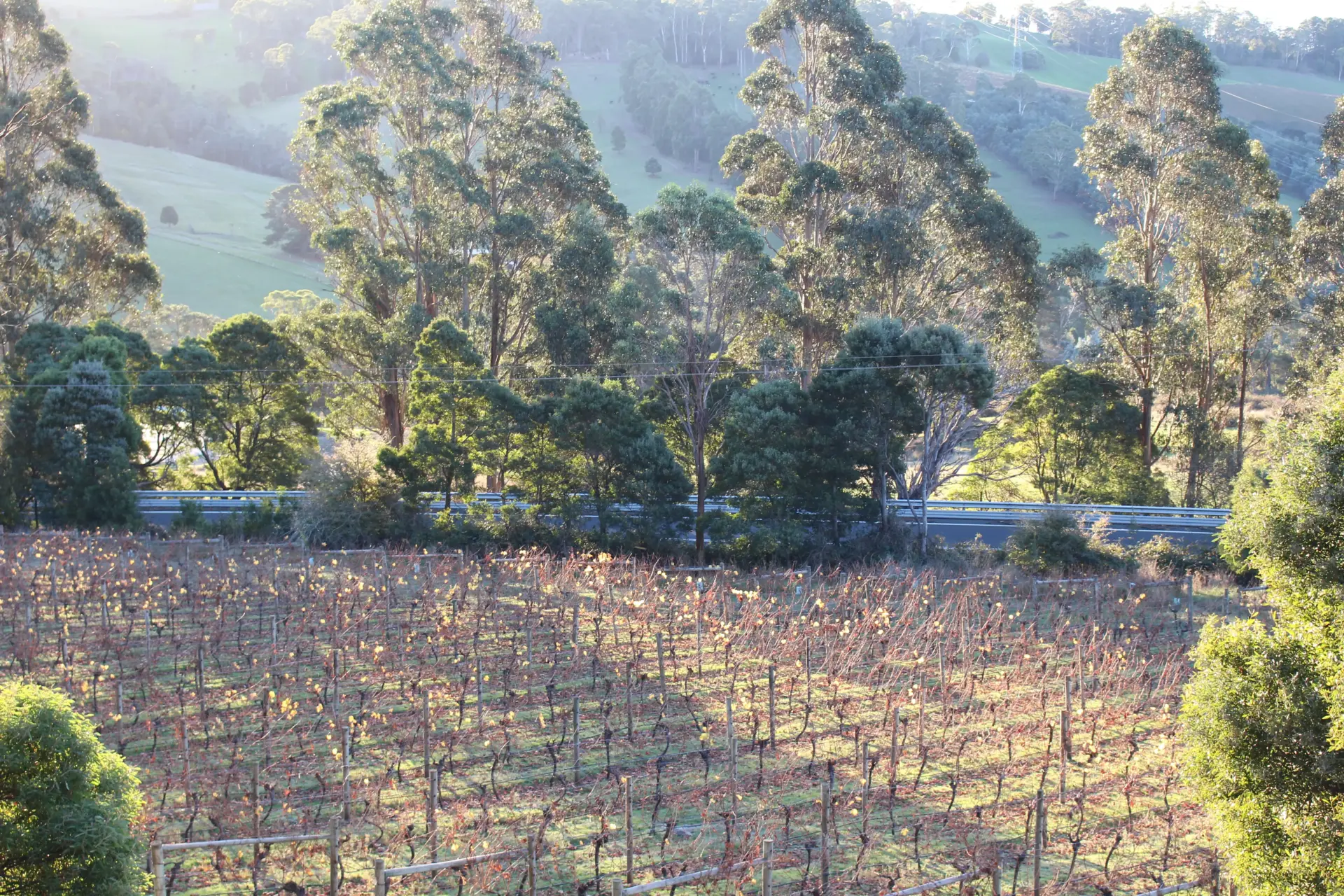 Sunlit vineyard with eucalyptus trees and rolling hills