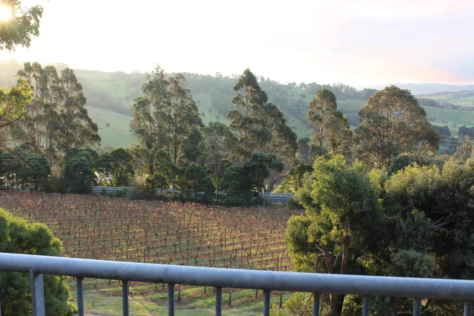 Sunlit vineyard and rolling hills at sunset