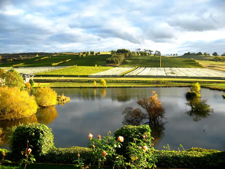 Scenic view of vineyards and reflective water.
