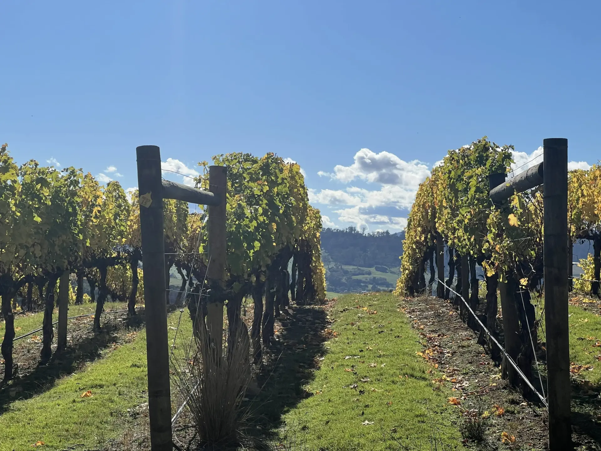 Sunlit vineyard rows with rolling hills beyond