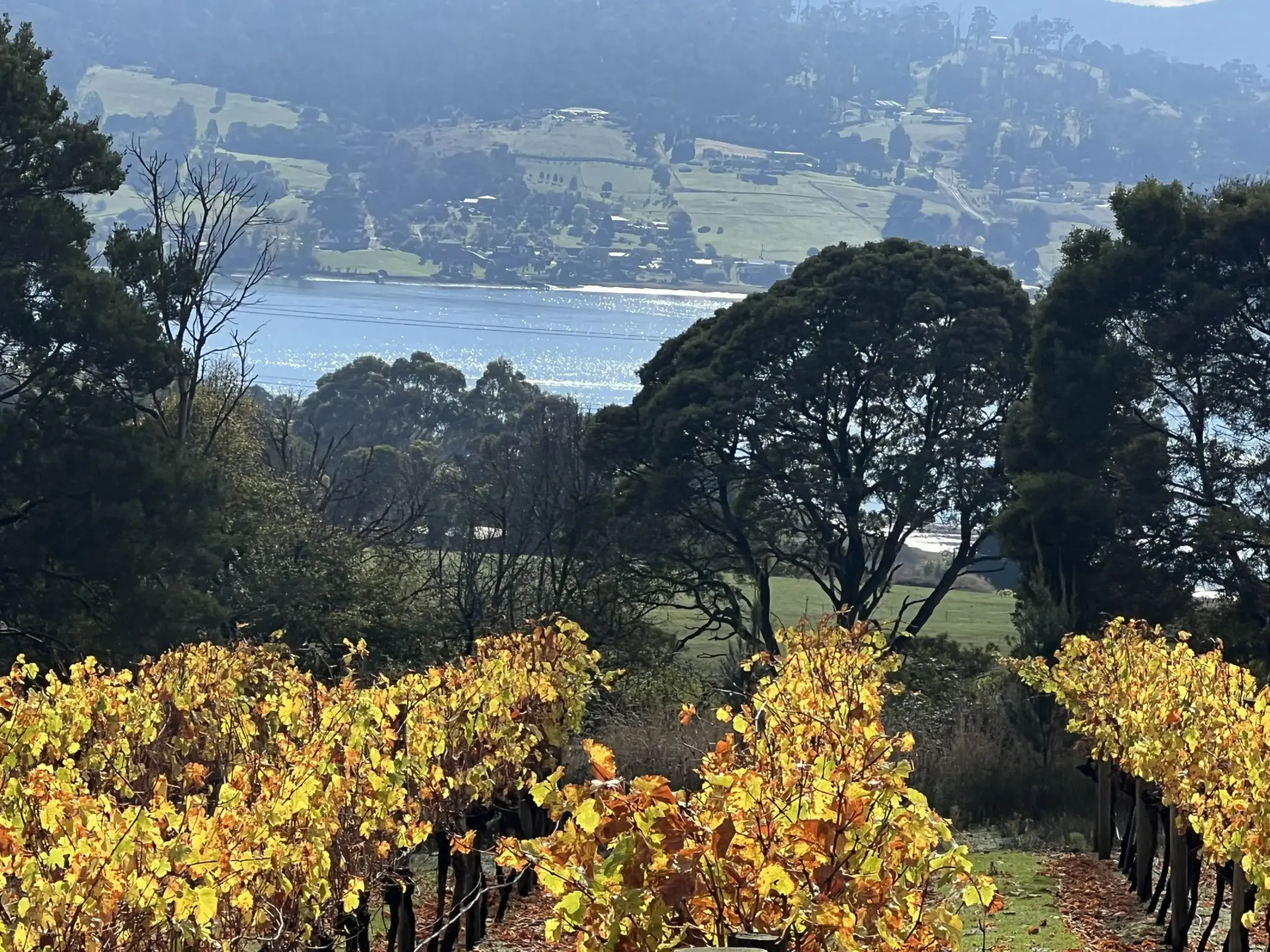 Autumn vineyard overlooking river and rolling hills