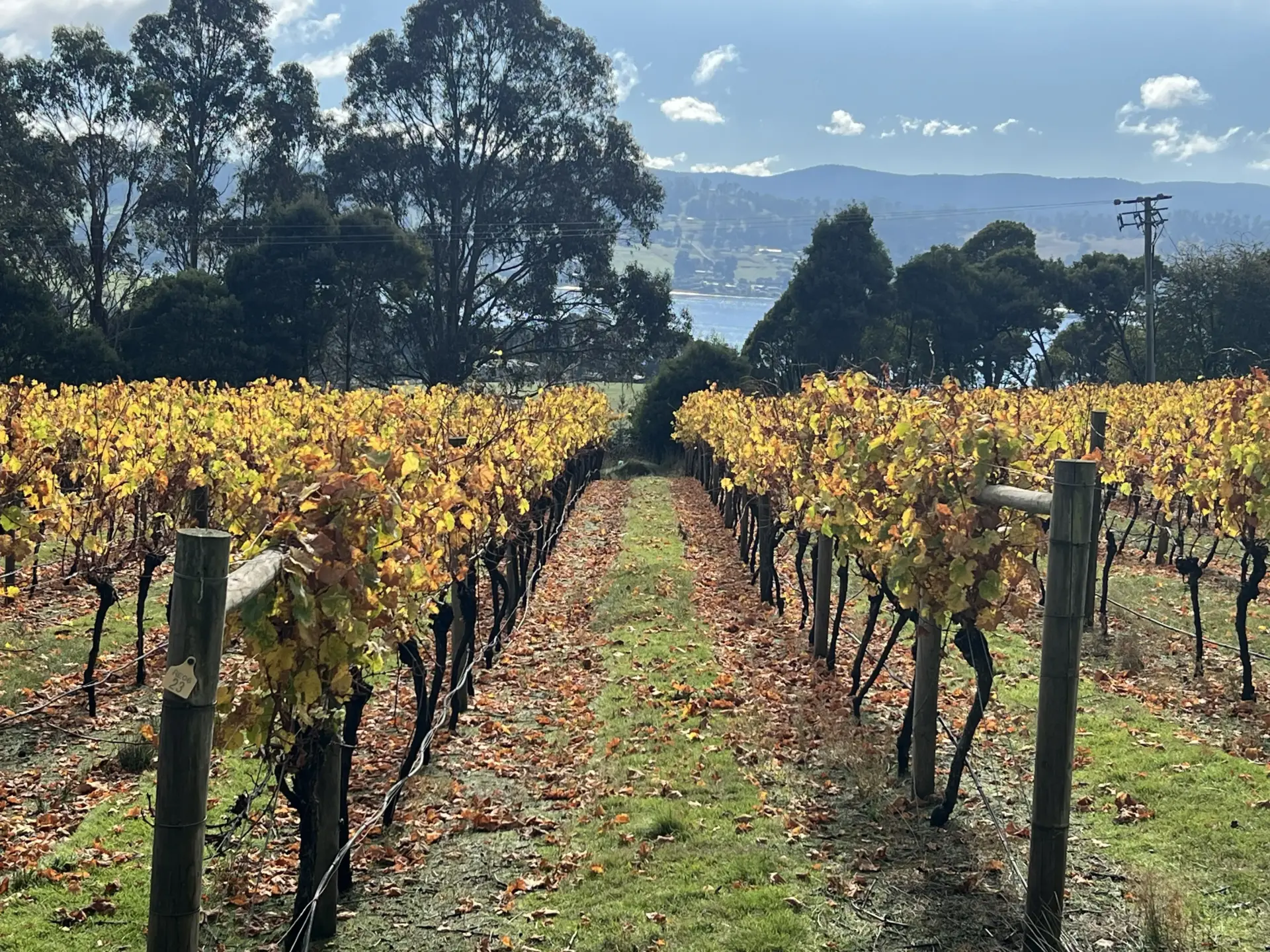 Autumn vineyard rows with hills in background