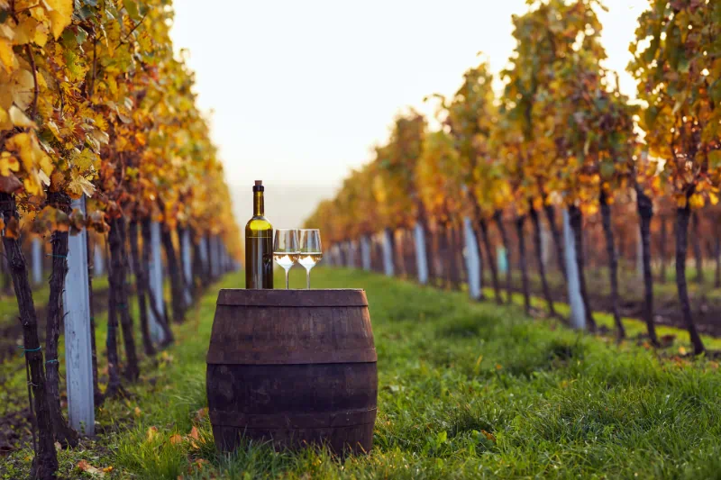 Wine and glasses on a rustic barrel in vineyard.